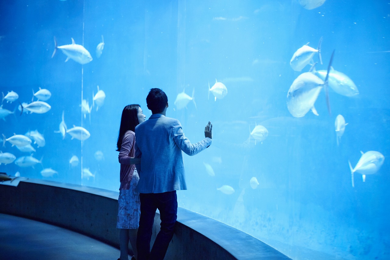 注文 海遊館のグッズ 水族館 靴下 小物