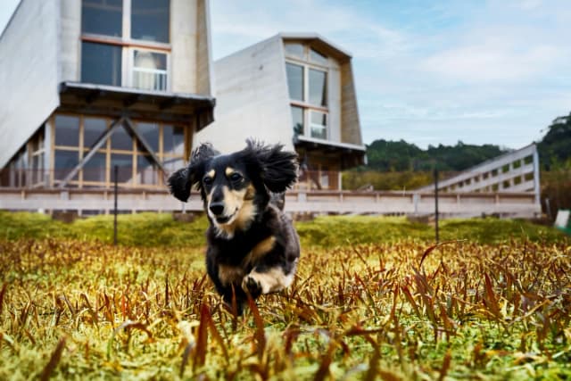 愛犬同伴料金